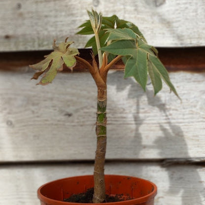 Tetrapanax papyrifera steroidal giant