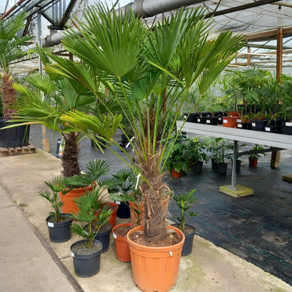 Trachycarpus wagnerianus