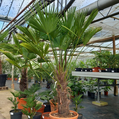 Trachycarpus wagnerianus