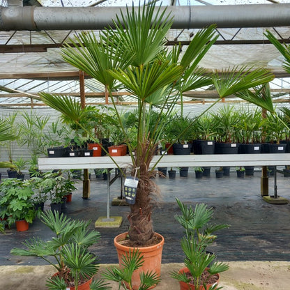 Trachycarpus wagnerianus