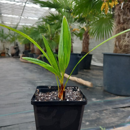 Trachycarpus fortunei