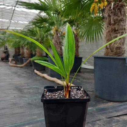 Trachycarpus fortunei