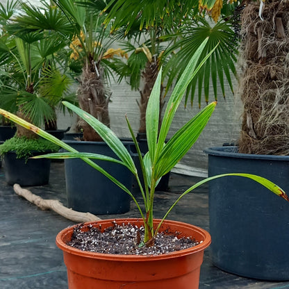 Trachycarpus fortunei