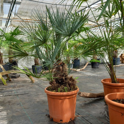 Chamaerops humilis 'cerifera'