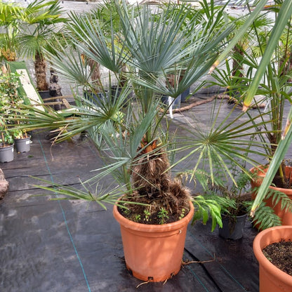 Chamaerops humilis 'cerifera'