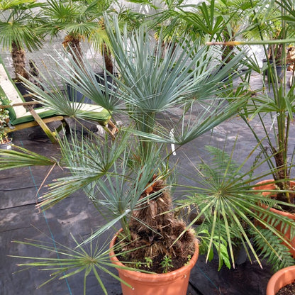 Chamaerops humilis 'cerifera'