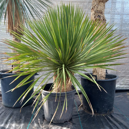 Yucca rostrata: