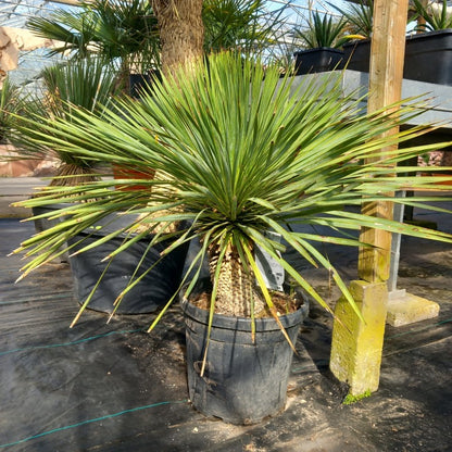 Yucca rostrata: