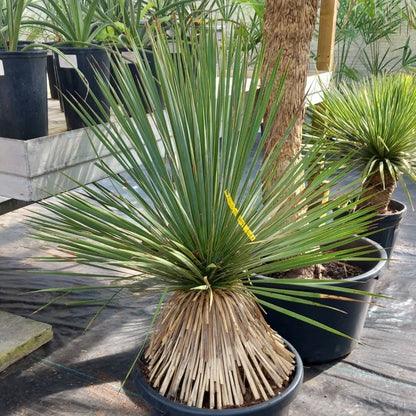 Yucca rostrata: