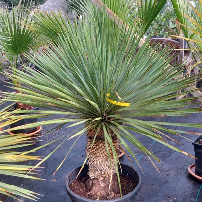 Yucca rostrata