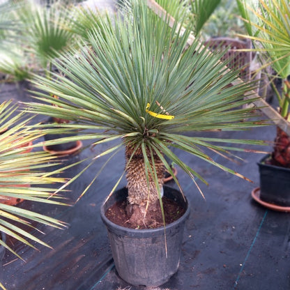 Yucca rostrata