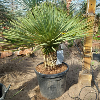 Yucca rostrata