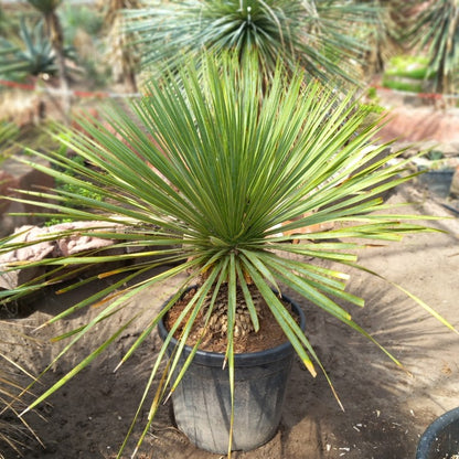 Yucca rostrata