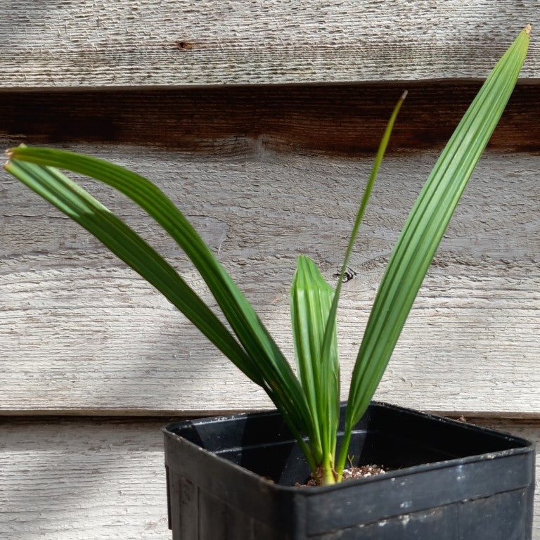 Sabal minor var. louisiana