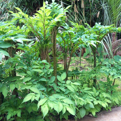 Amorphophallus konjac