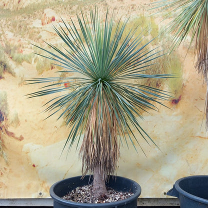 Yucca linearifolia