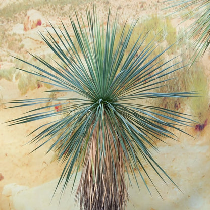 Yucca linearifolia