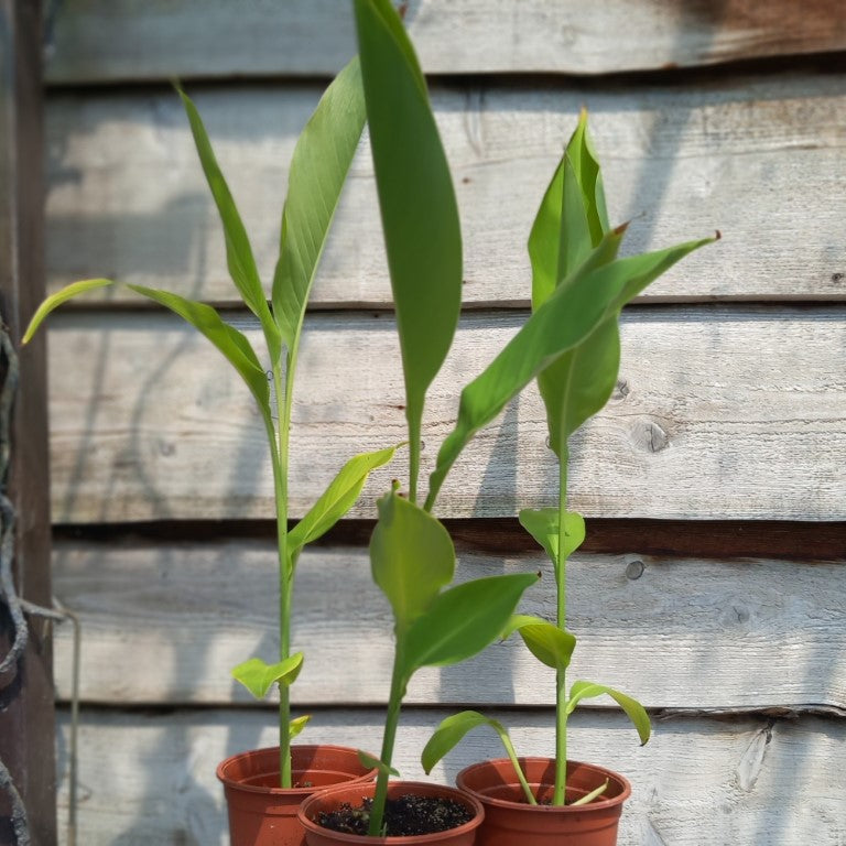 Canna tuerckheimii