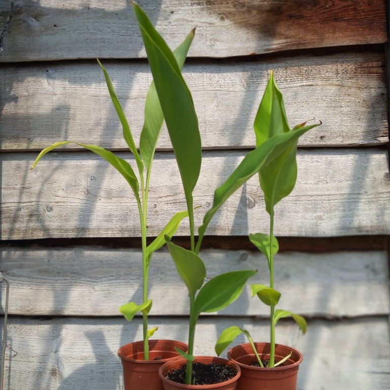 Canna tuerckheimii