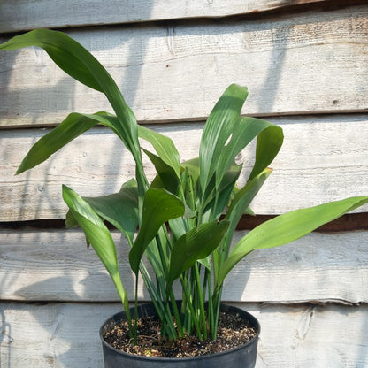 Aspidistra elatior