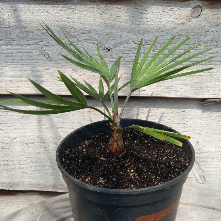 Trachycarpus princeps