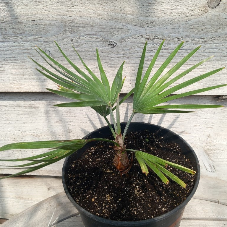 Trachycarpus princeps