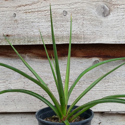 Yucca declinata