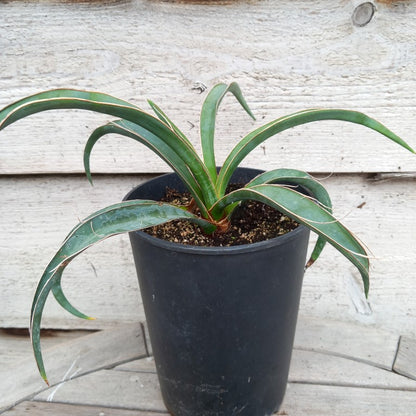 Yucca baccata