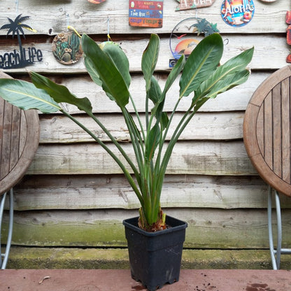 Strelitzia reginae