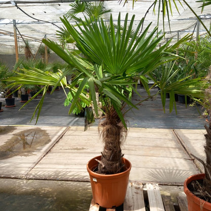 Trachycarpus fortunei