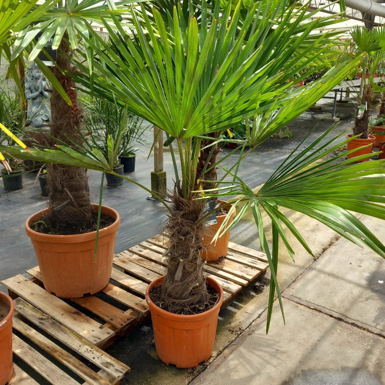 Trachycarpus fortunei