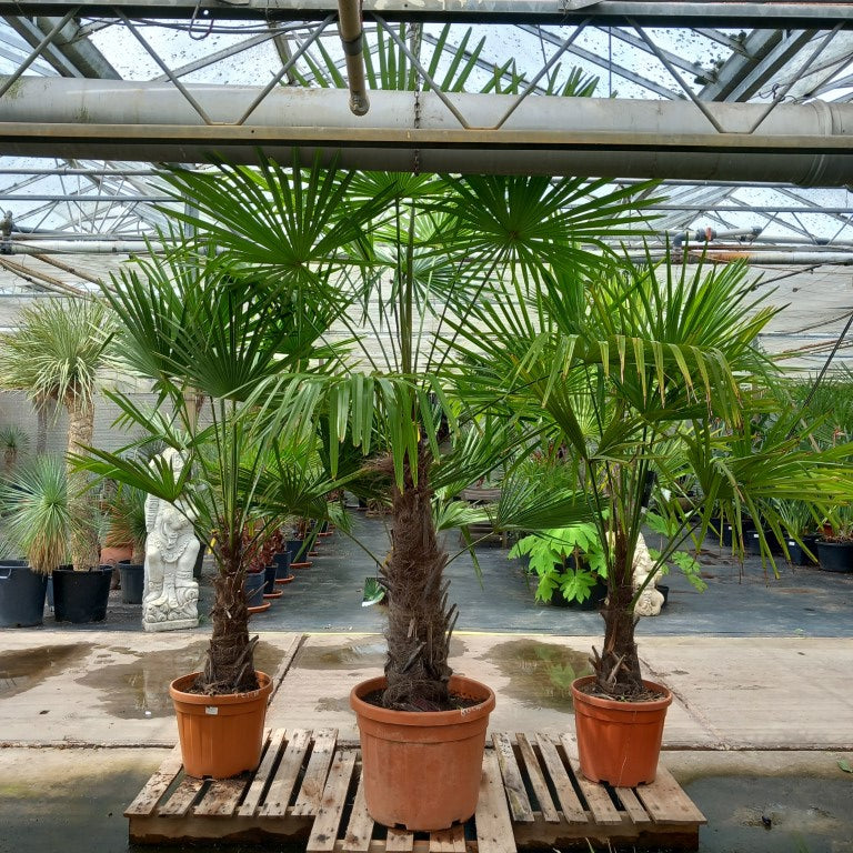 Trachycarpus fortunei