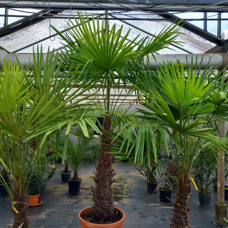 Trachycarpus fortunei