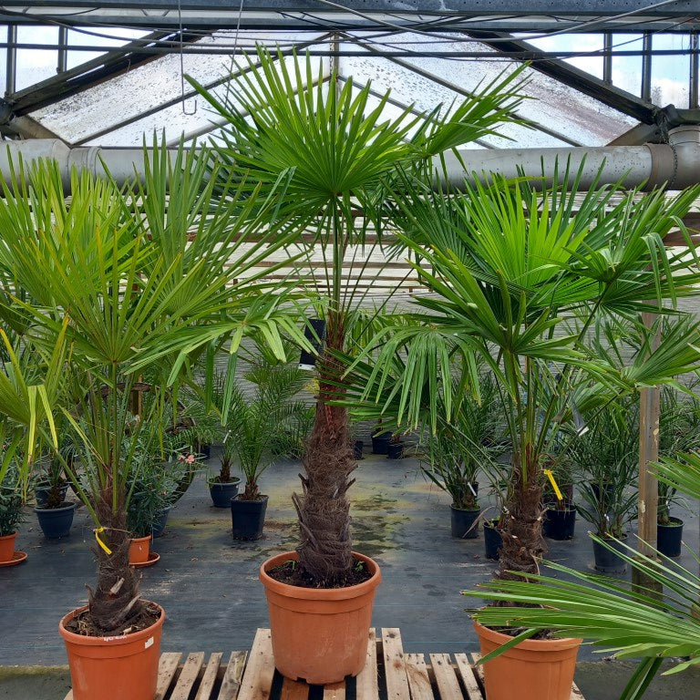 Trachycarpus fortunei