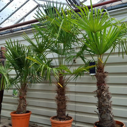 Trachycarpus fortunei