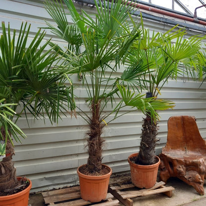 Trachycarpus fortunei