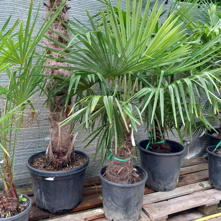 Trachycarpus fortunei