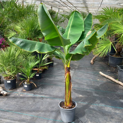 Musa acuminata dwarf cavendish