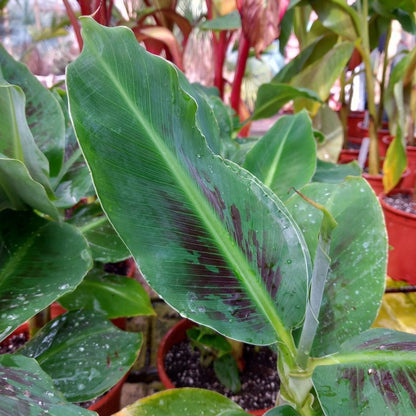 Musa acuminata dwarf cavendish