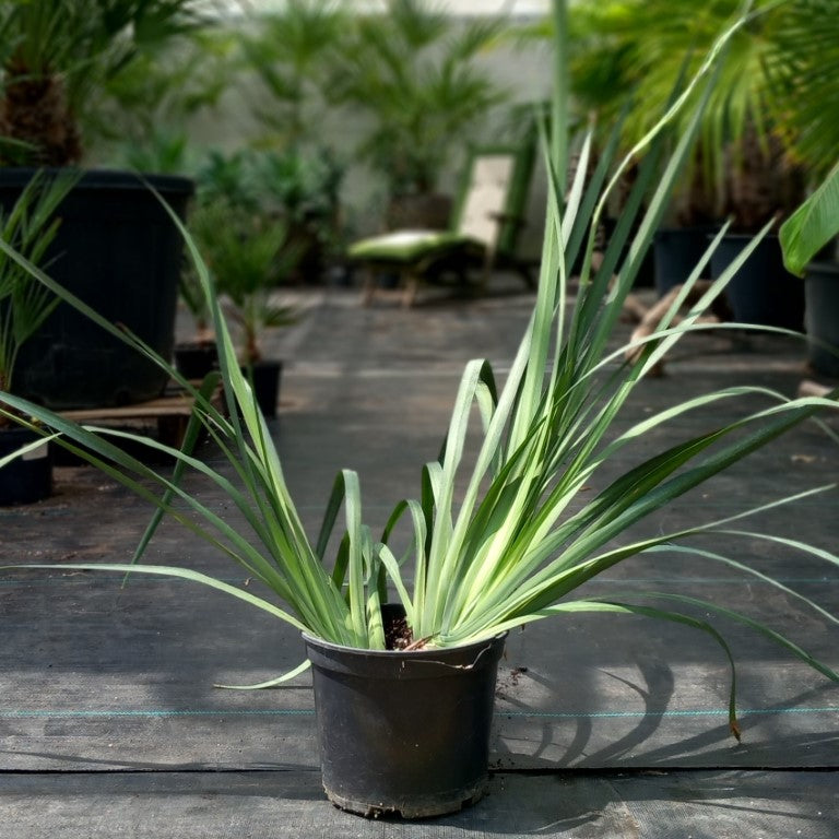 Dietes grandiflora