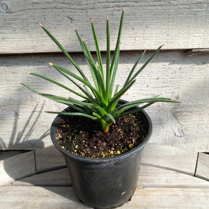 Agave albopilosa