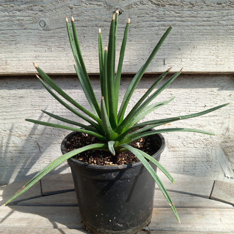 Agave albopilosa