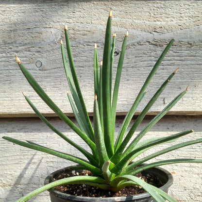 Agave albopilosa