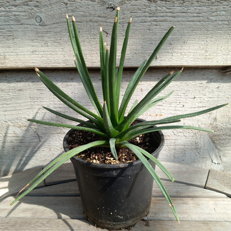 Agave albopilosa