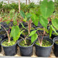 Colocasia esculenta "Pink China"