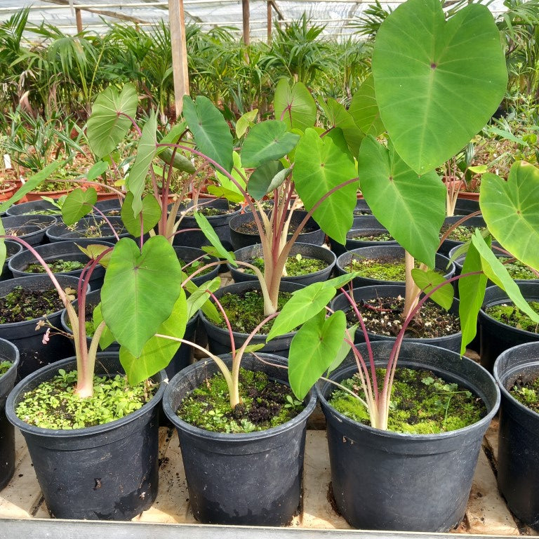 Colocasia esculenta "Pink China"