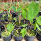 Colocasia esculenta "Pink China"