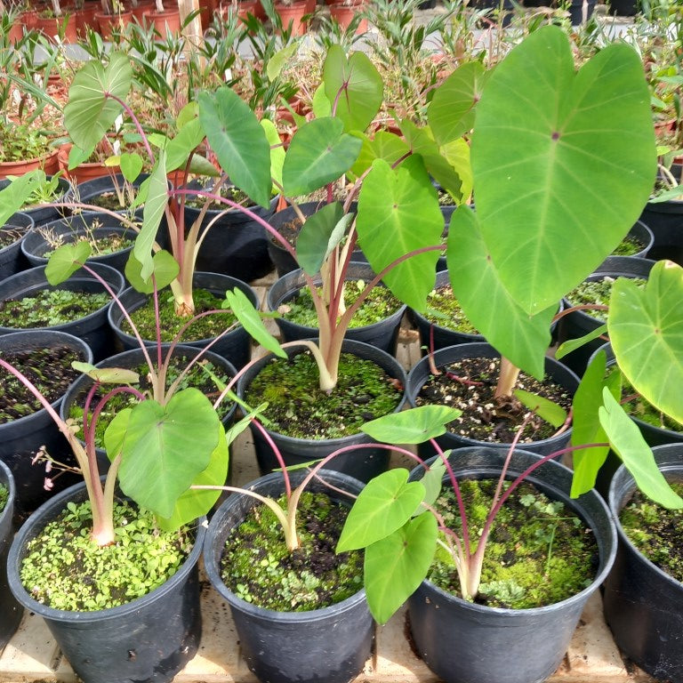 Colocasia esculenta "Pink China"