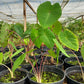 Colocasia Pink China