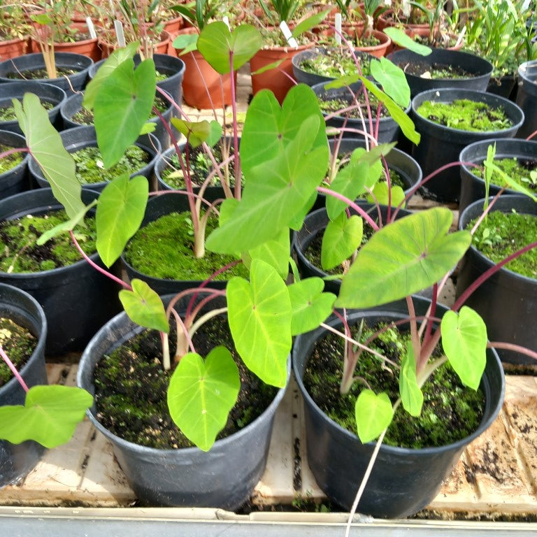 Colocasia esculenta 